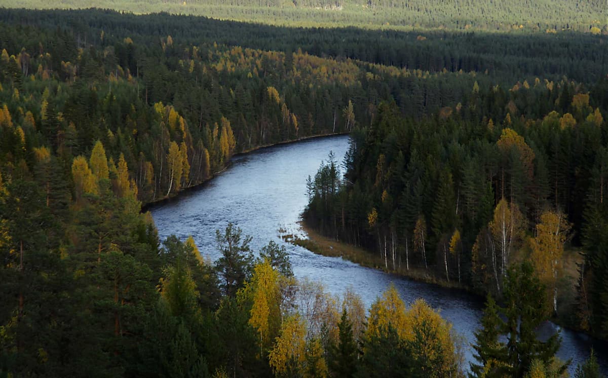 Älvdalen - Vildmark och älvlandskap i norra Dalarna Älvdalen med Österdalälven som slingrar genom höstfärgad skog i norra Dalarna